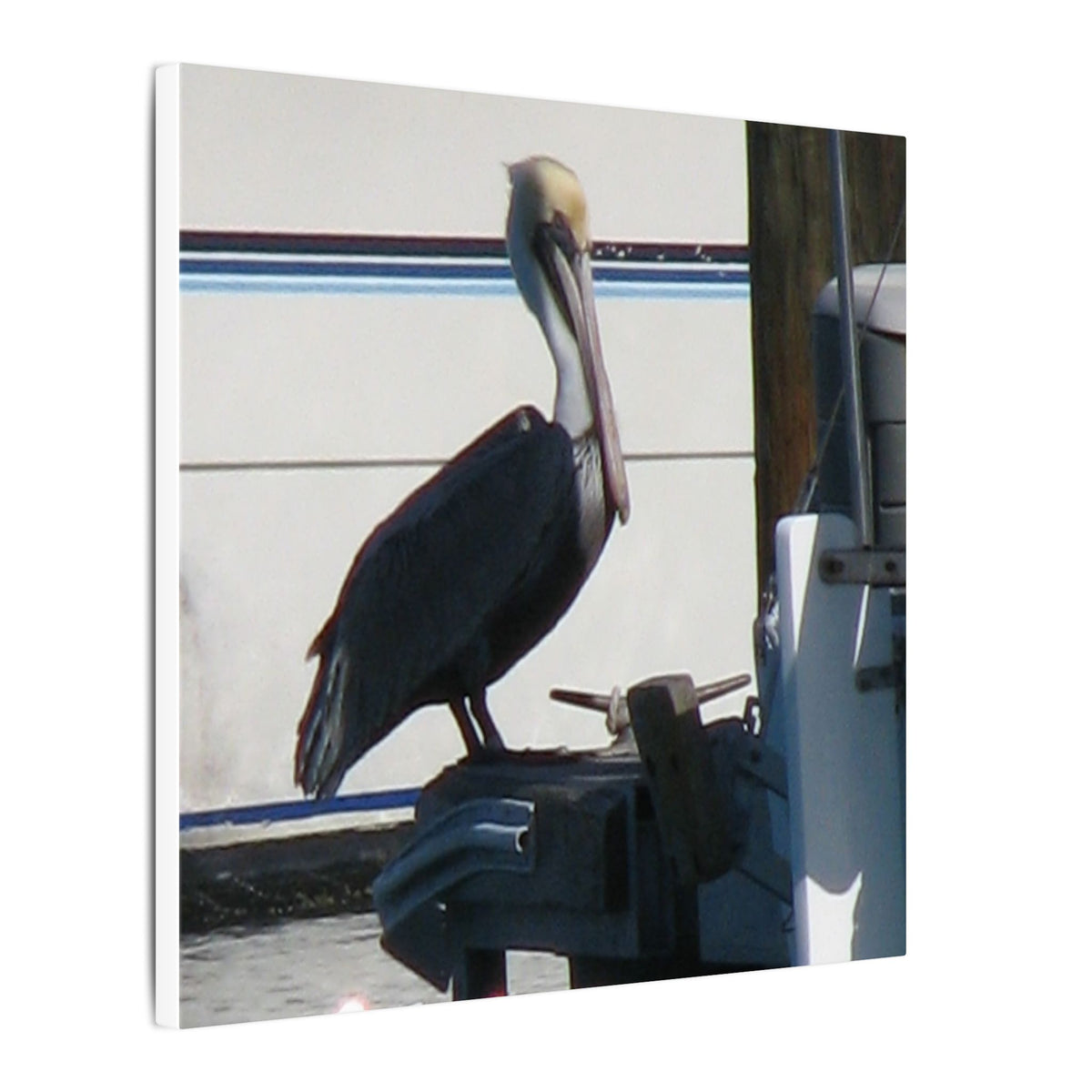 Pelican Coastal Wildlife Matte Canvas Wall Art