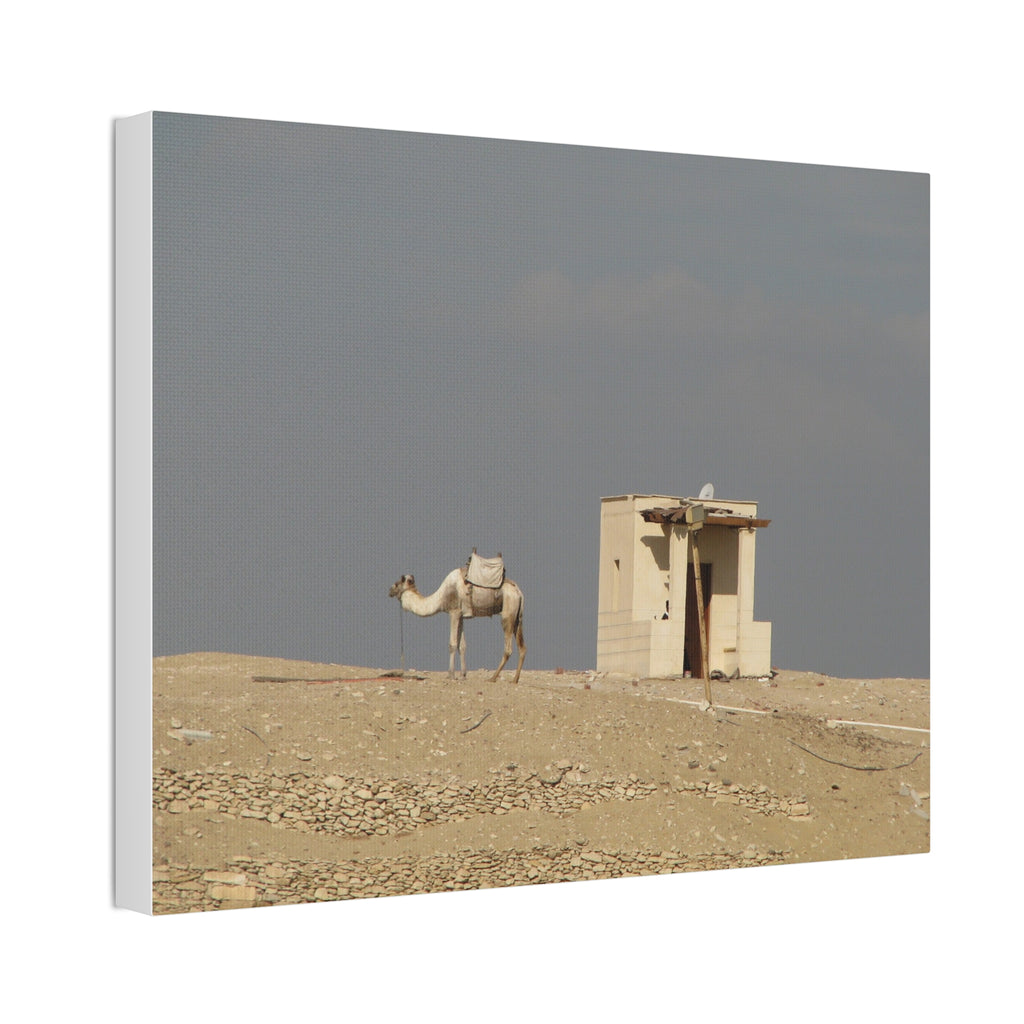Desert Camel Landscape Canvas Wall Art