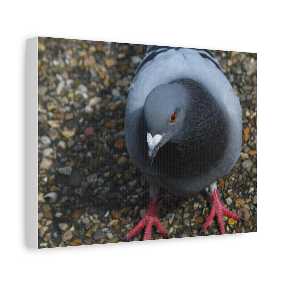 White Heart Pigeon Photo Canvas Wall Art