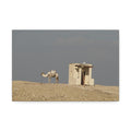 Desert Camel Landscape Canvas Wall Art