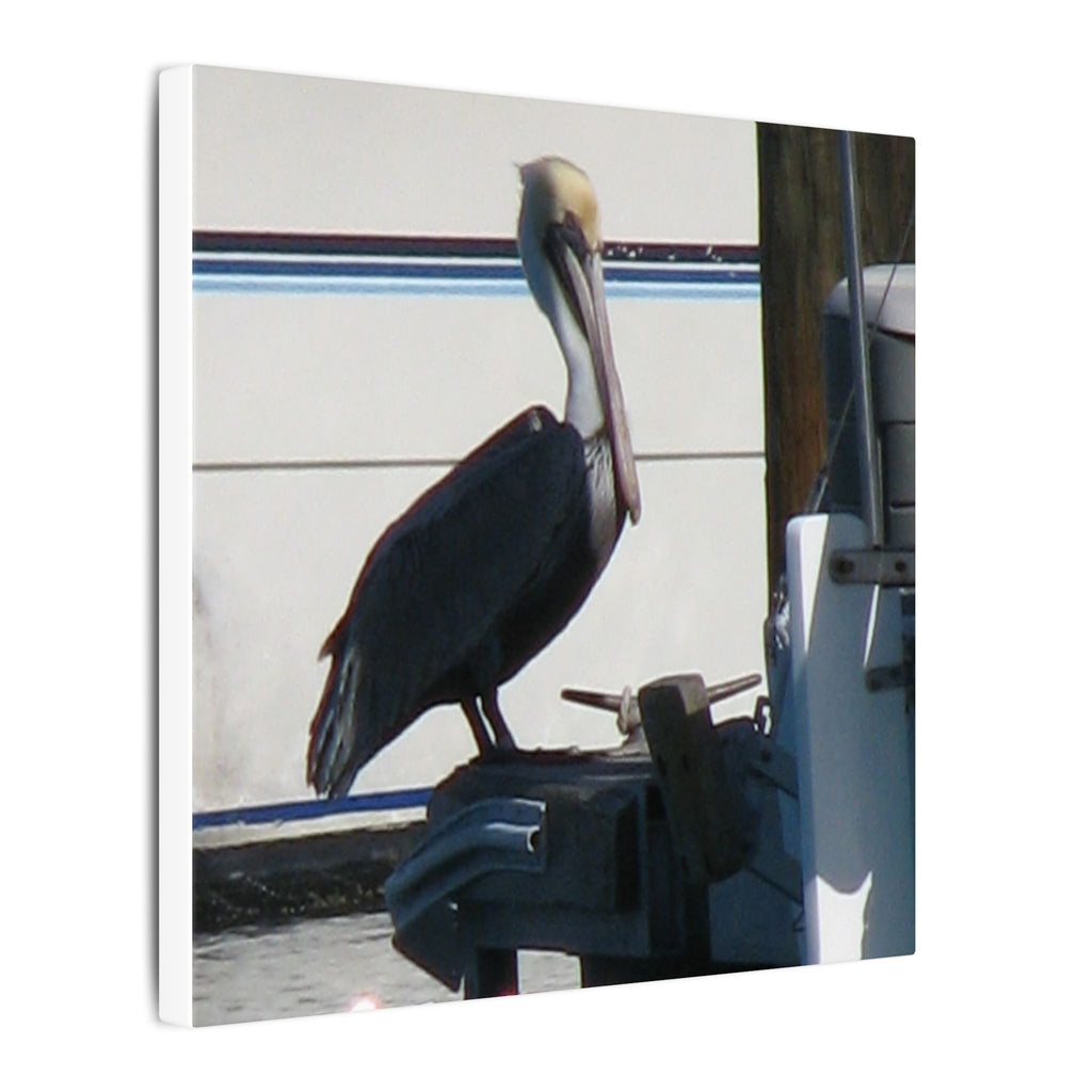 Pelican Coastal Wildlife Matte Canvas Wall Art
