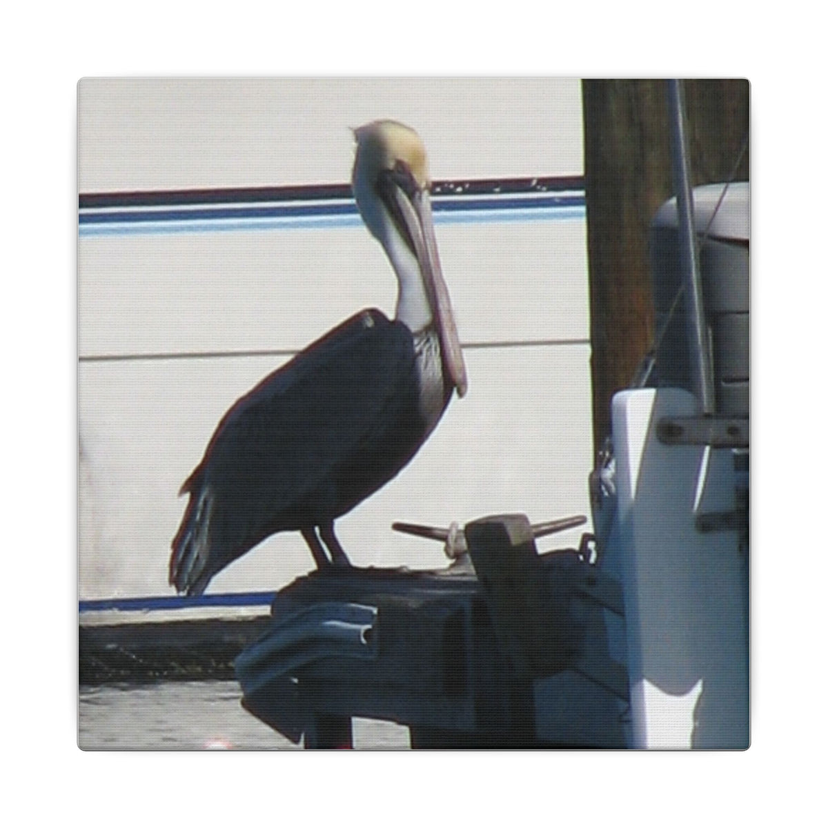Pelican Coastal Wildlife Matte Canvas Wall Art