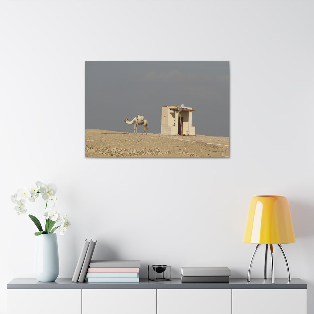 Desert Camel Landscape Canvas Wall Art