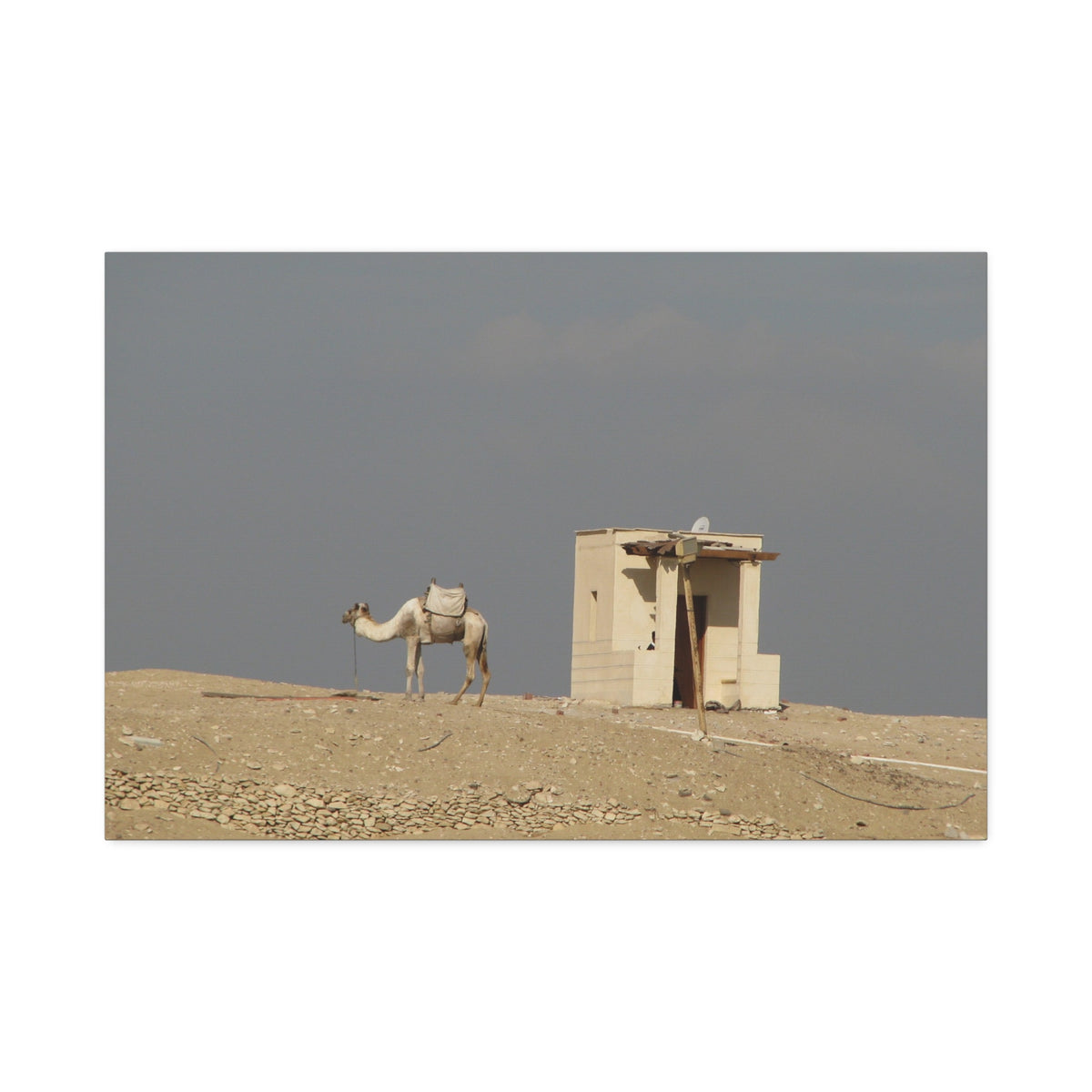 Desert Camel Landscape Canvas Wall Art