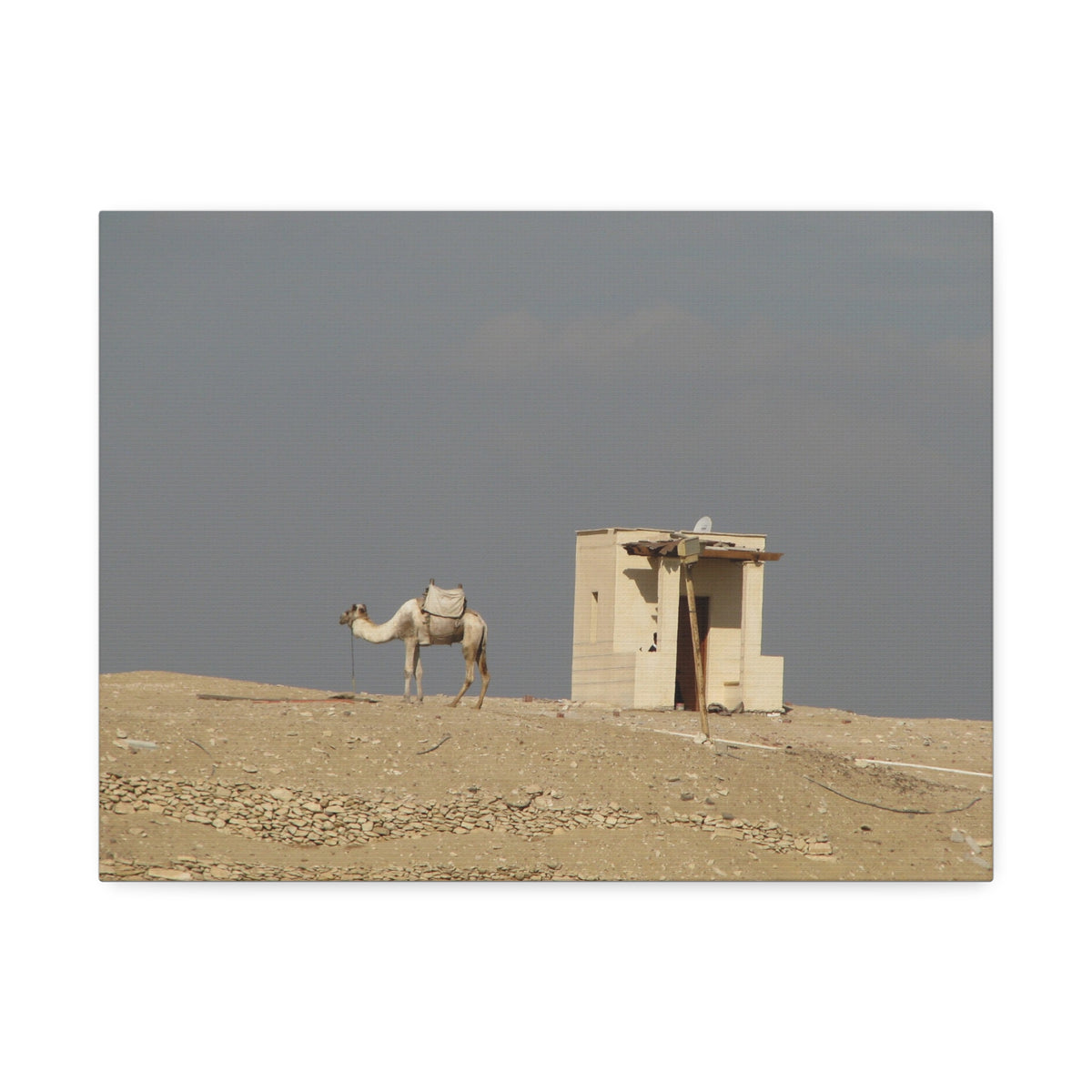 Desert Camel Landscape Canvas Wall Art