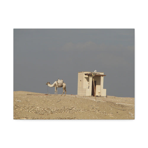 Desert Camel Landscape Canvas Wall Art