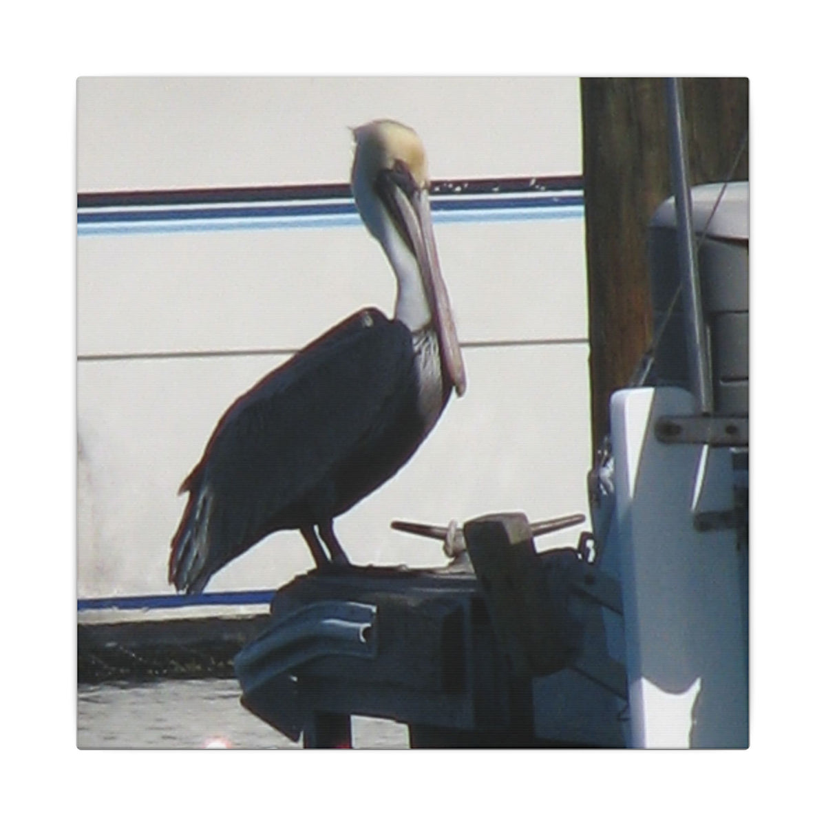 Pelican Coastal Wildlife Matte Canvas Wall Art