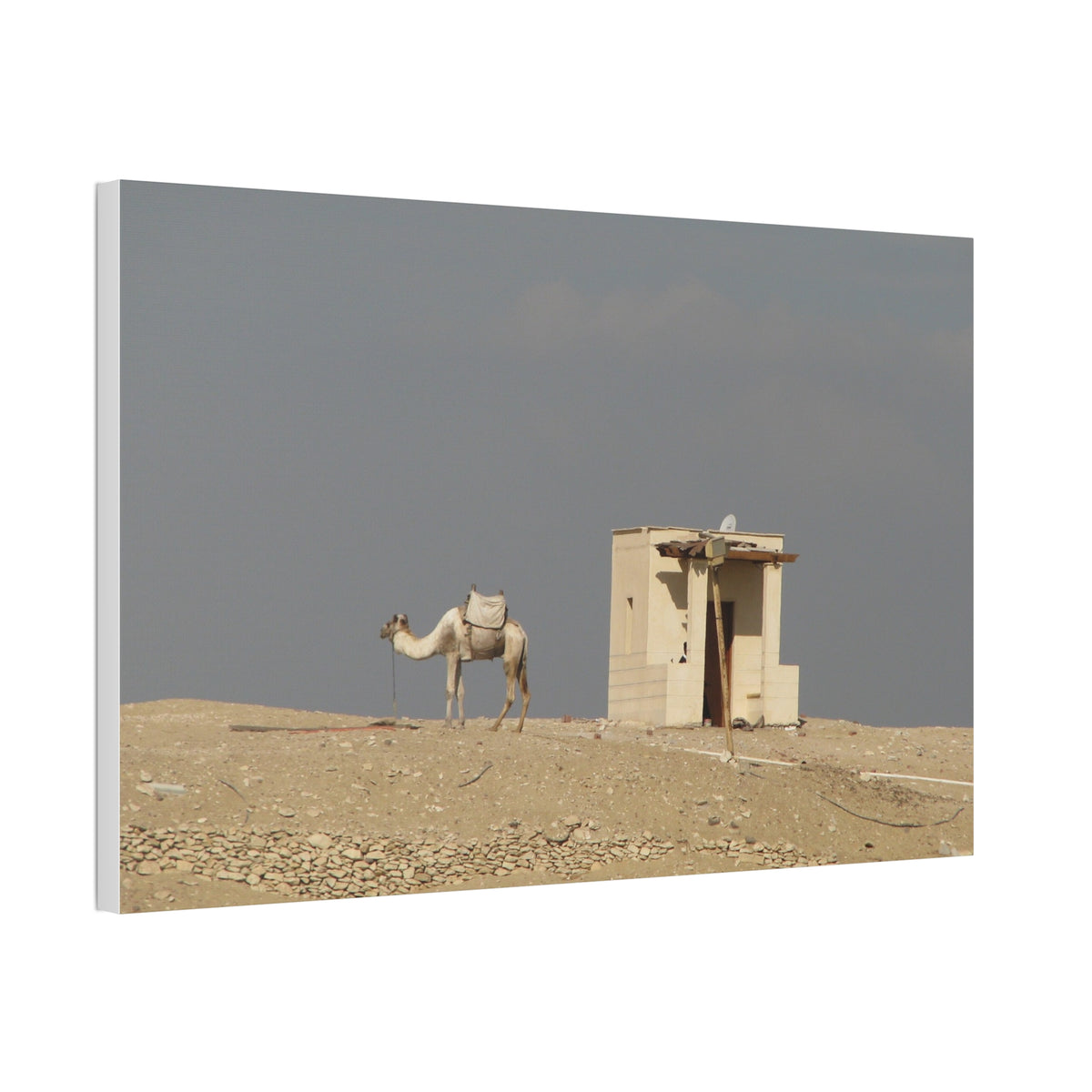 Desert Camel Landscape Canvas Wall Art