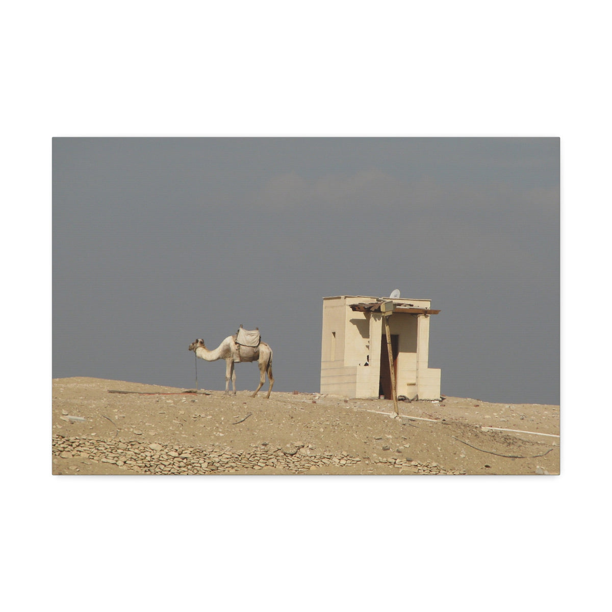Desert Camel Landscape Canvas Wall Art