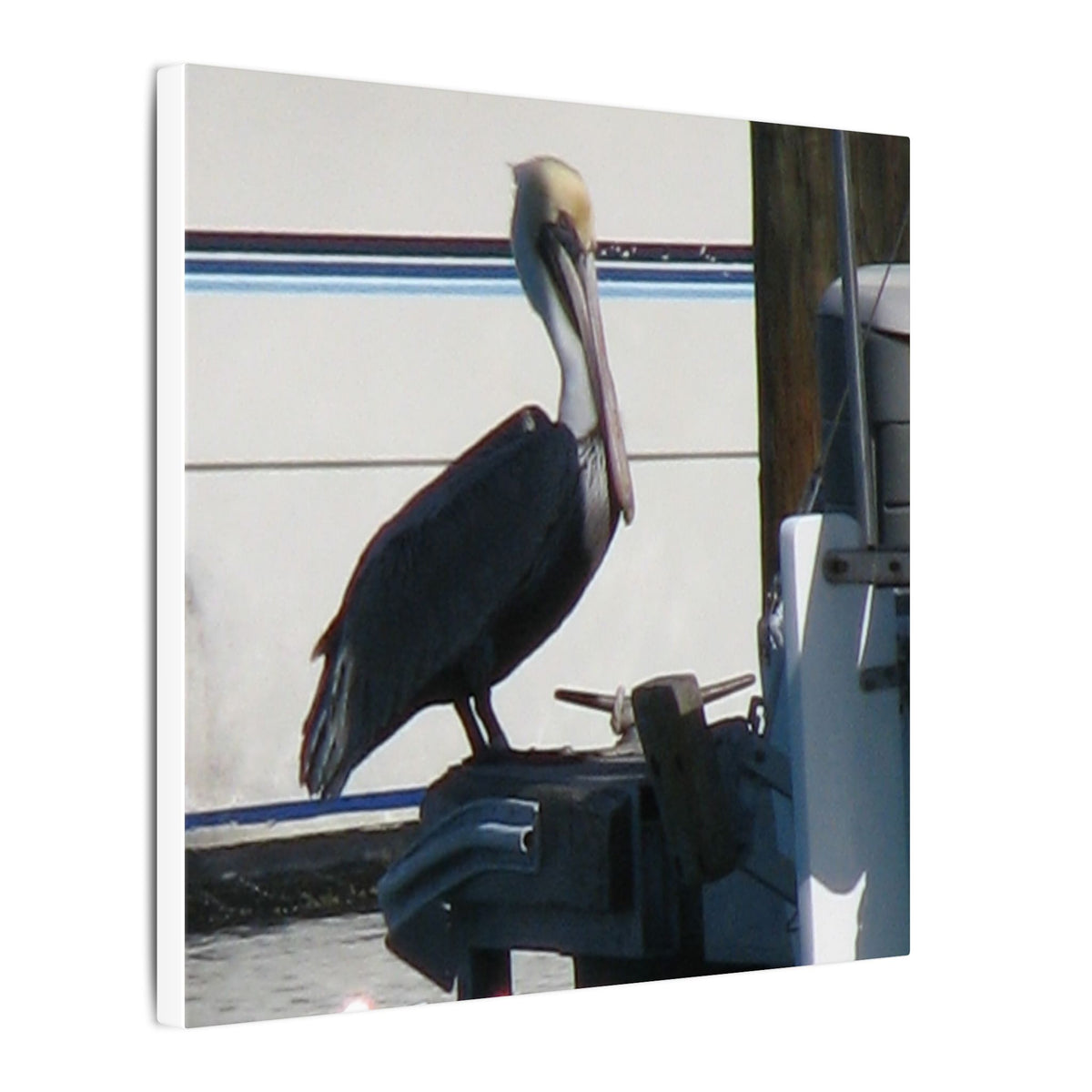 Pelican Coastal Wildlife Matte Canvas Wall Art