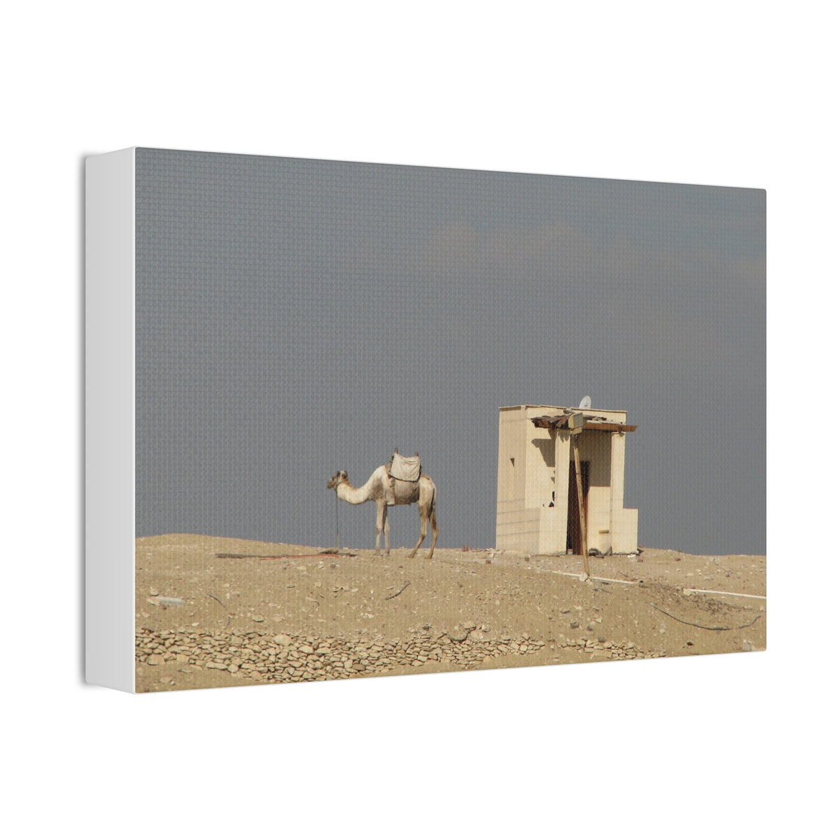 Desert Camel Landscape Canvas Wall Art