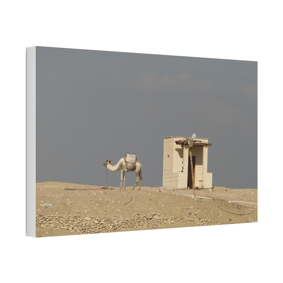 Desert Camel Landscape Canvas Wall Art