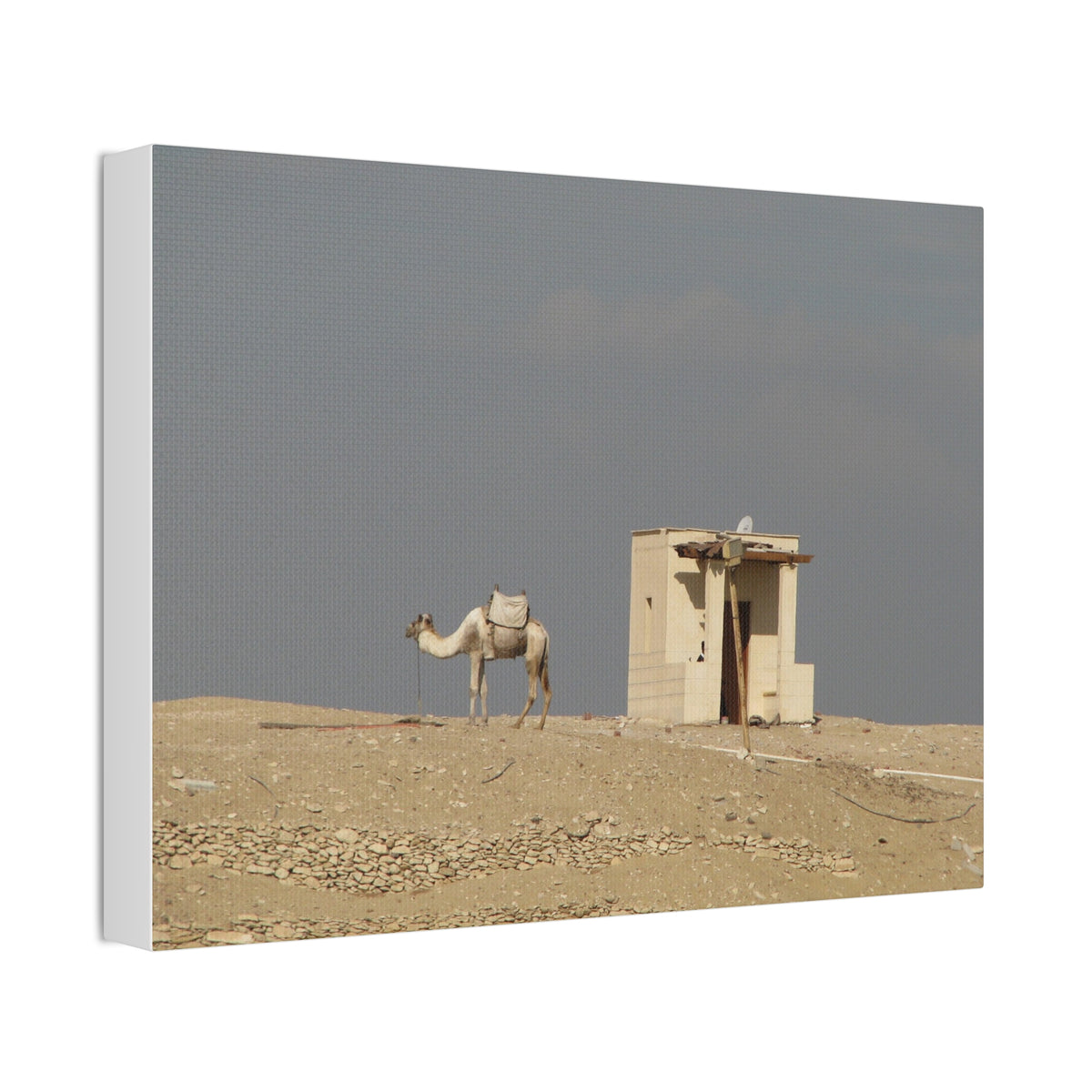 Desert Camel Landscape Canvas Wall Art