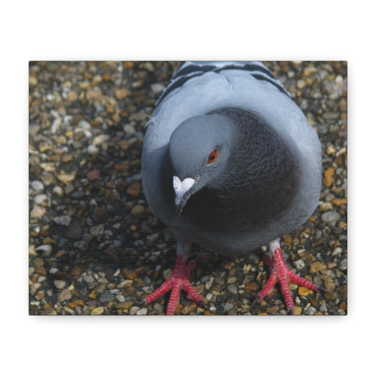 White Heart Pigeon Photo Canvas Wall Art