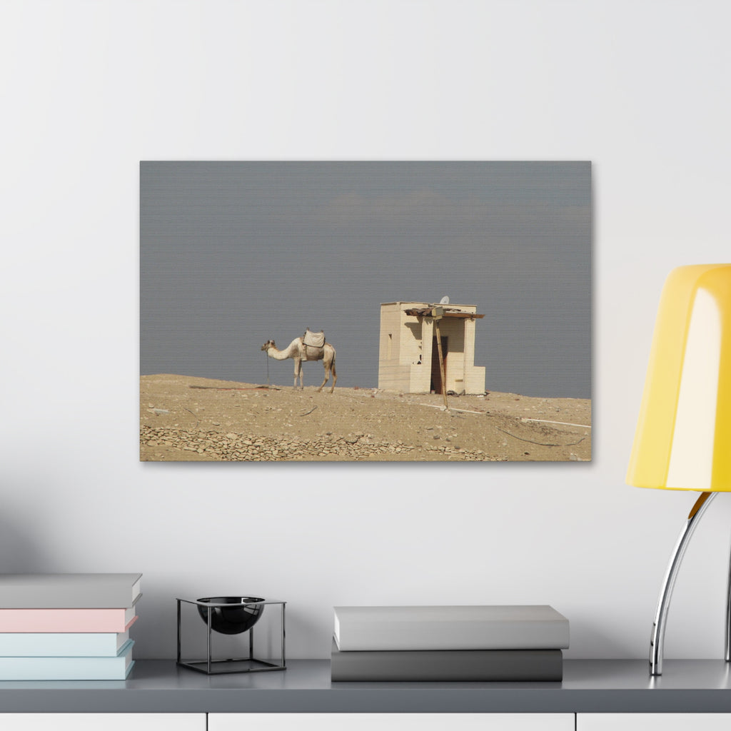 Desert Camel Landscape Canvas Wall Art