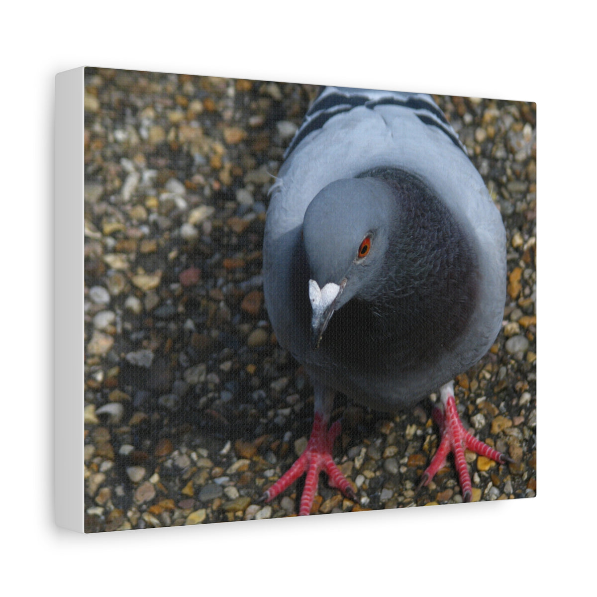 White Heart Pigeon Photo Canvas Wall Art