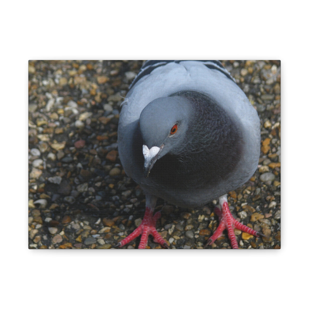 White Heart Pigeon Photo Canvas Wall Art